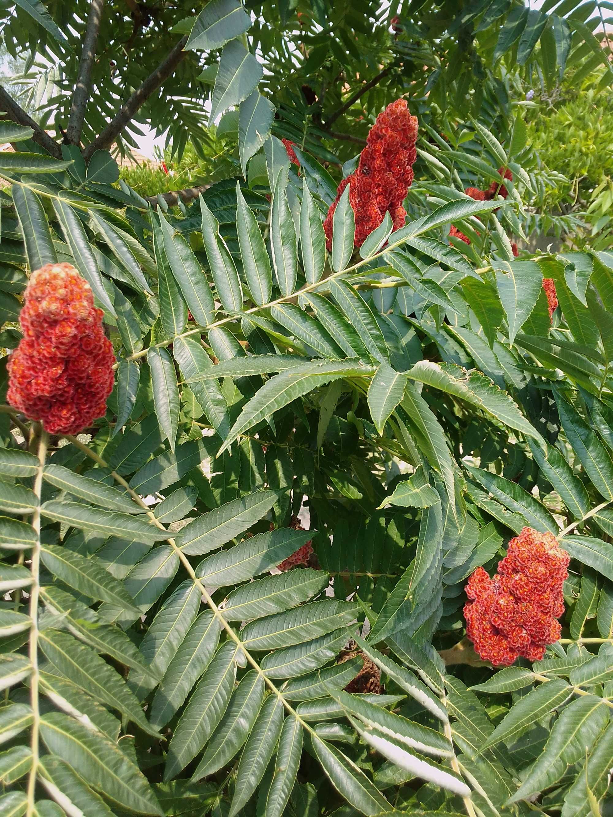 Puieti de Otetar rosu-Rhus Typhina