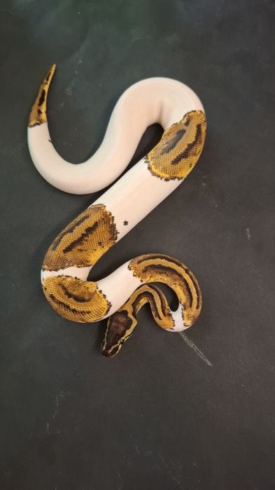 Кралски Питон Pastel Pied