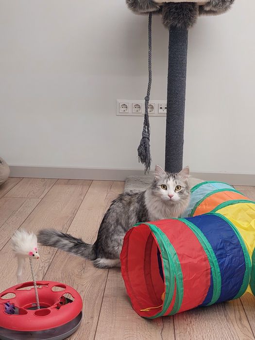 Котенок мальчик Ташкент кастрированный