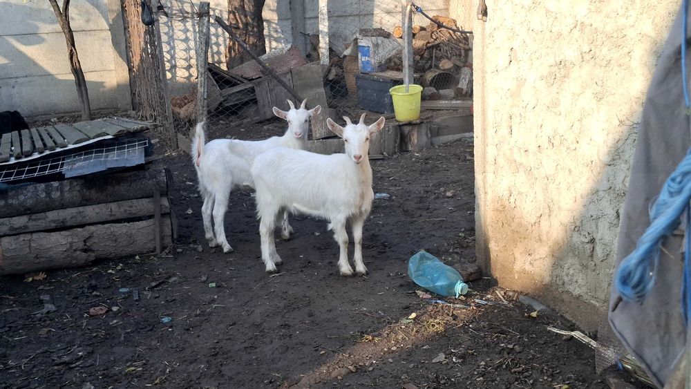 Iede sane de prasila