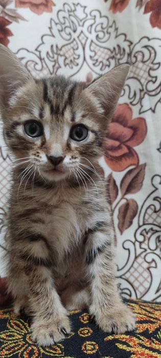 Дарю котят(обе девочки) в хорошие руки