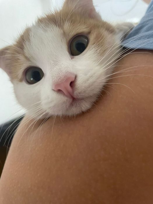 Вислоухий трехцветный котенок, девочка