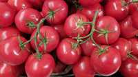 Продам помидоры 100тг за киллограмм