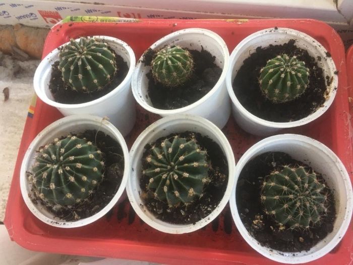 plante: baby cactusi, suculente mici