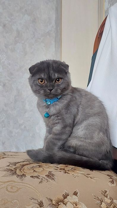 Скотиш фолд  сотилади