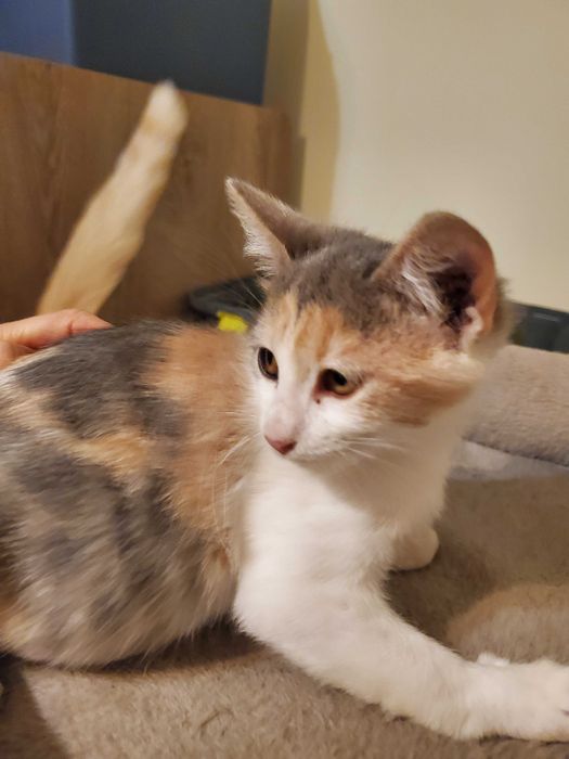 Очарователно домашне момиченце  търси любящ дом