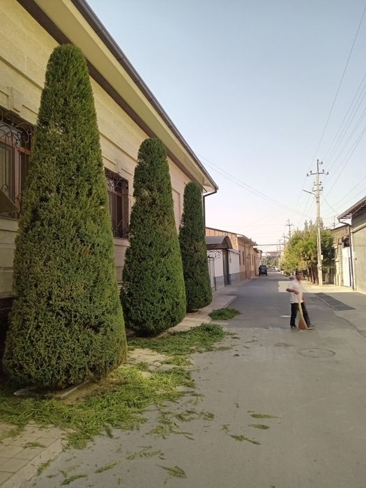 Арча кесиш дорилаш