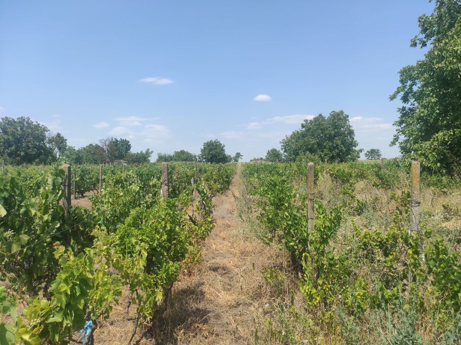 Vand urgent Teren extravilan Tudor Vladimirescu Braila