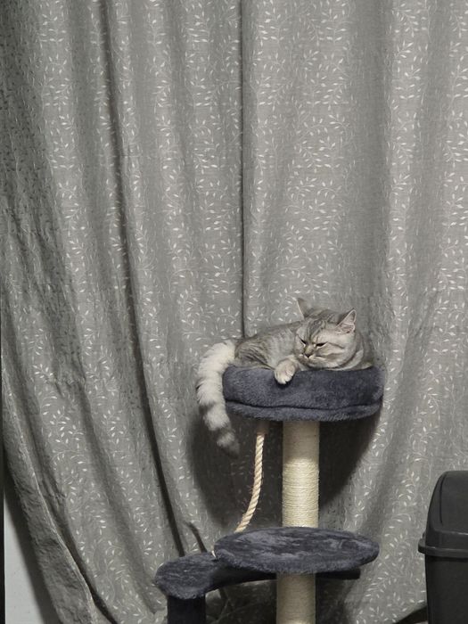 Motan scotish pentru monta iasi