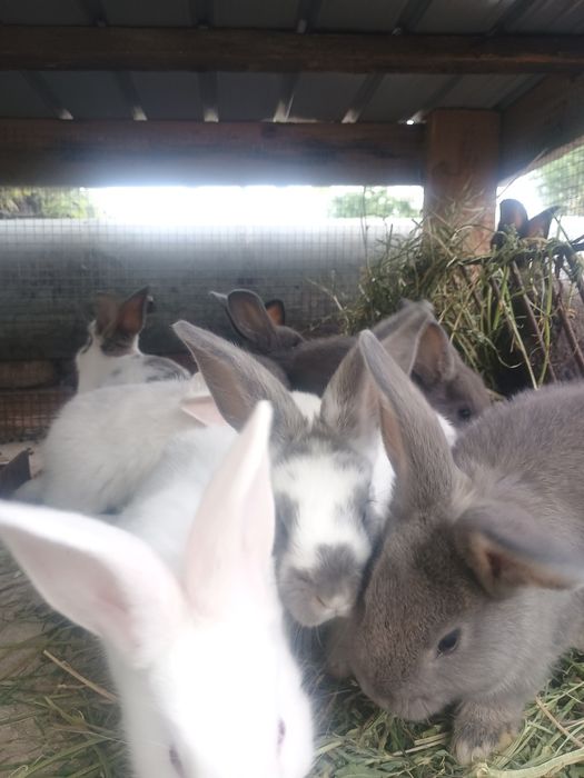 Disponibili Iepuri de casa