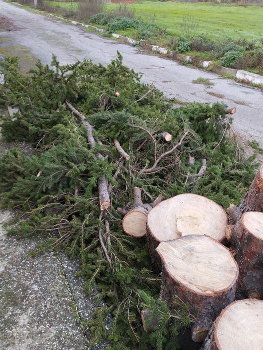 Подарявам борова дървесина за горене от 15 метров бор. Село Симеоново.