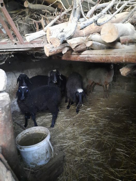 Donasi 3 mlndan hammasi zottor ichiga katta 4tasi