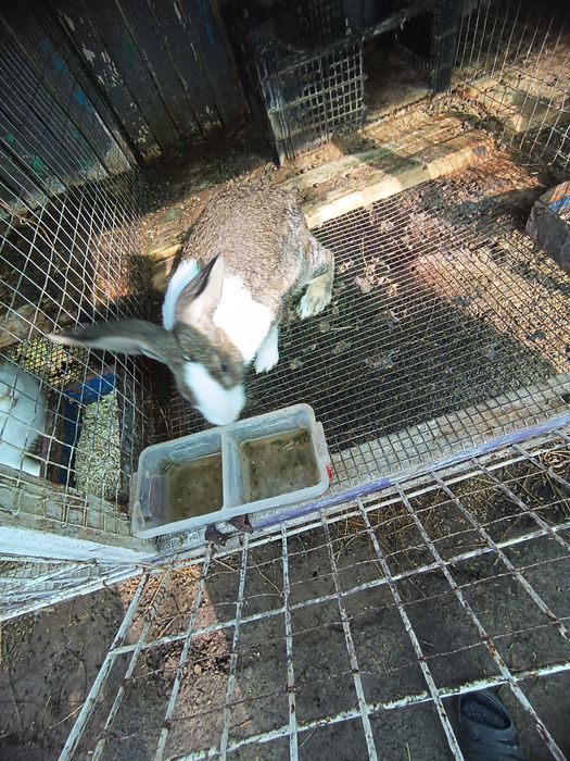 Micul fermier de iepuri