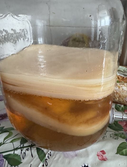Ciuperca Kombucha - Scoby