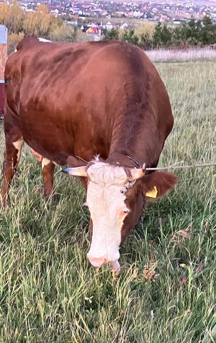 Vacã baltatã tânãrã