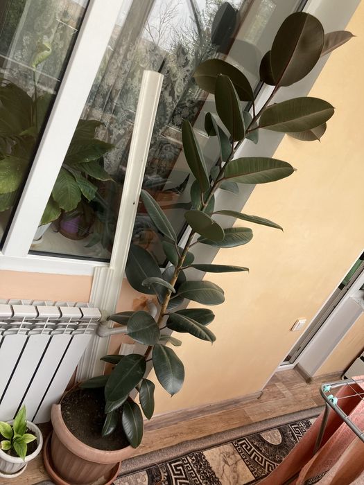 Продам Доллоровое дерево