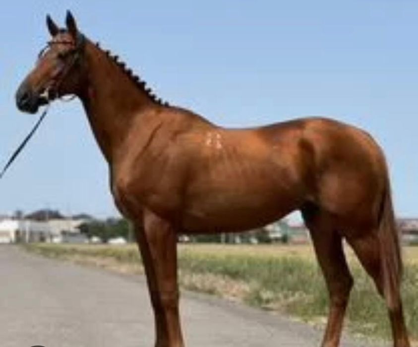 Жеребцы полуторогодовалые