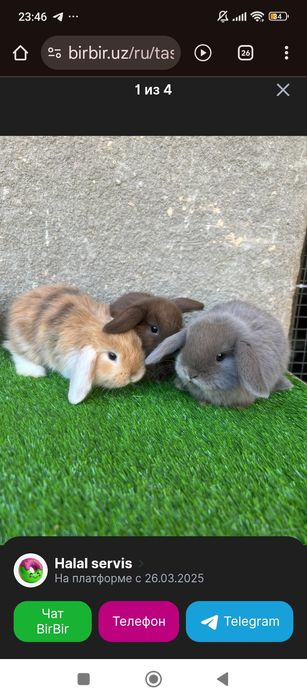 Баран хотели к,уе'нлар