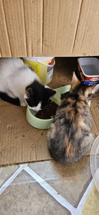 Отдадим  даром котят