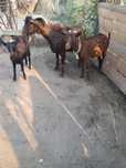 Familie Murciano