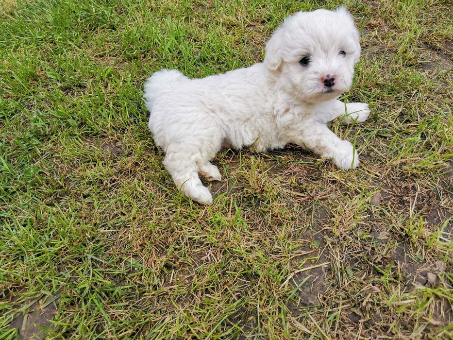 catel de companie bichon maltez