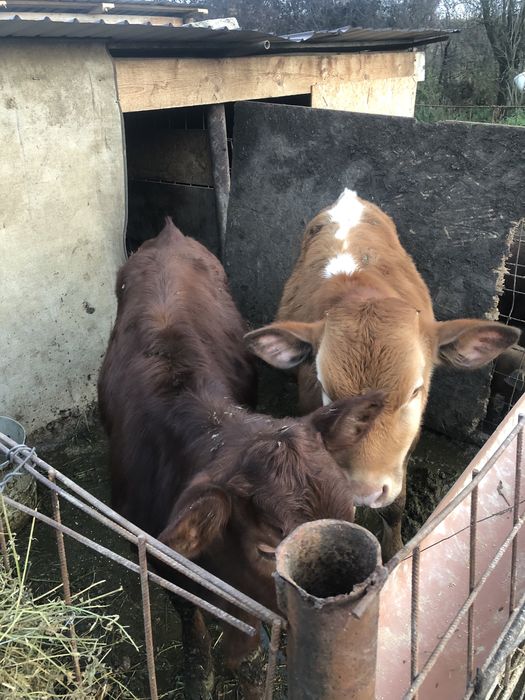 Vand un tauras si o vitea