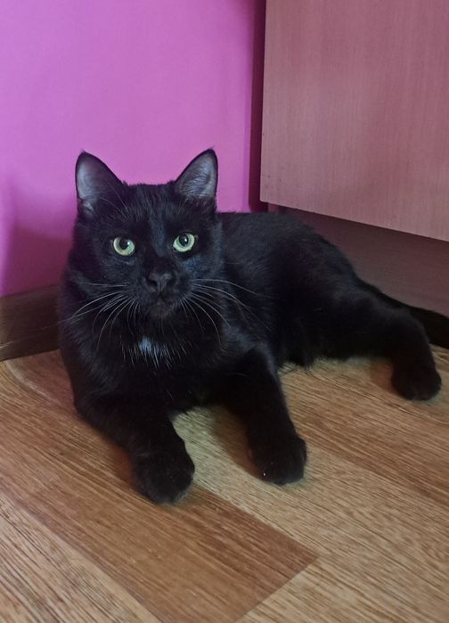 Котенок мальчик 7 мес