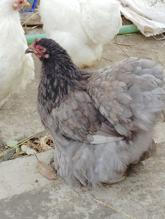 Oua cochinchina pitic