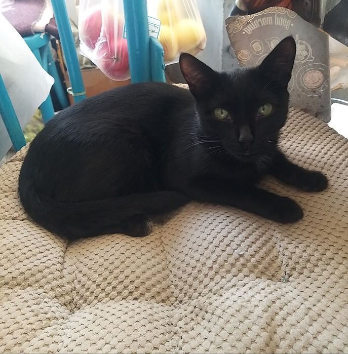 Стерилизованная кошечка ищет дом