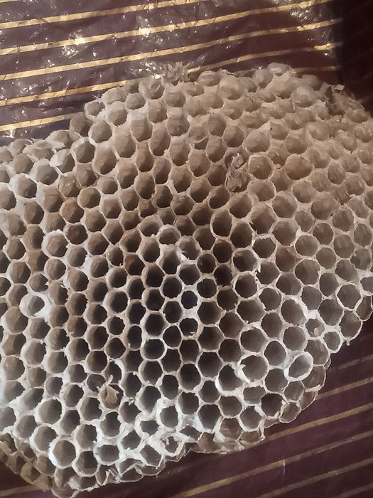 Гнездо осиное осиное