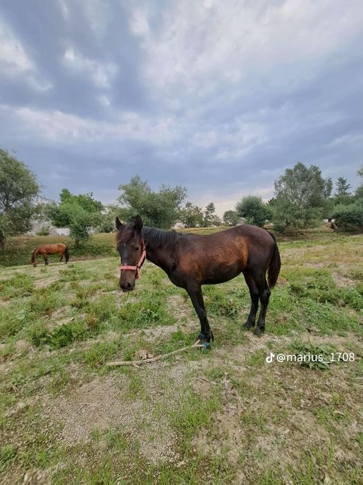Vand iapa și mânz iapa are 4 ani și mânzul 11 luni și trebui sa fete