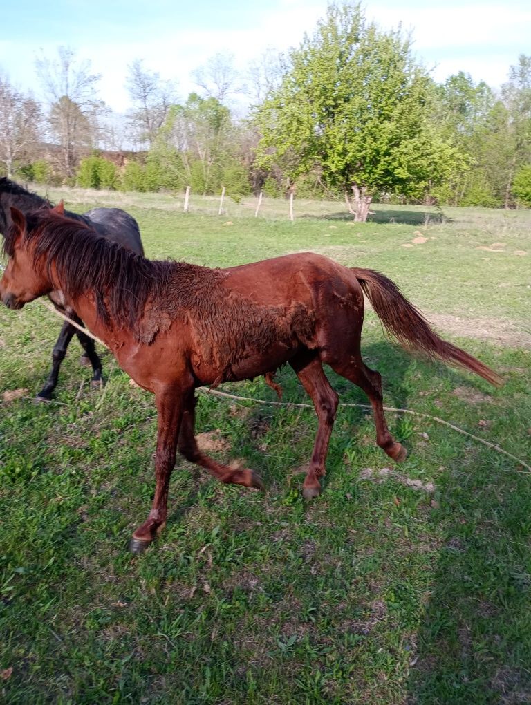 Vând cal și căruță