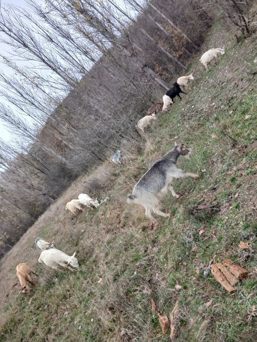 Vând 10 capre cu ied în burta