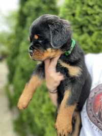 Mascul Rottweiler cu pedigree