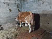 Vaci de rasă baltata romaneasca