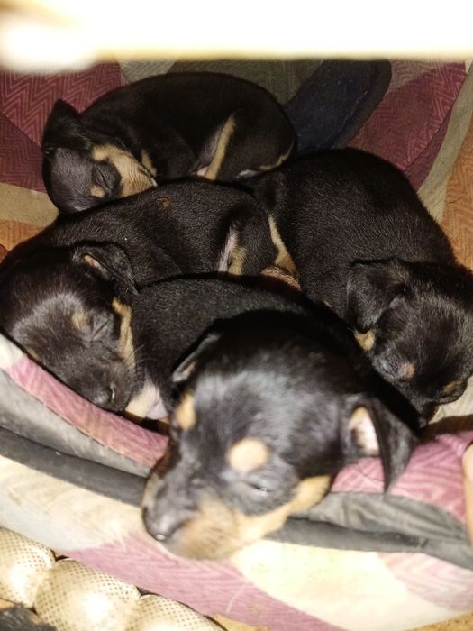 Щенки той терьер