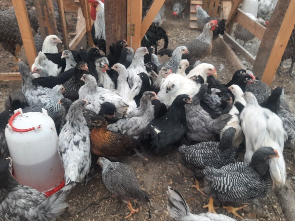 Pui de rasă,australorp