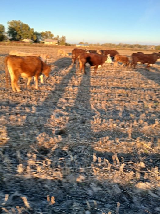 Сиырлар сатылады