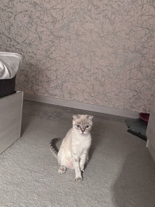 Шотландские котики и одна мать