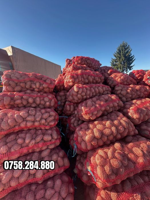 Cartof de consum alb si rosu - Calitate superioara engros