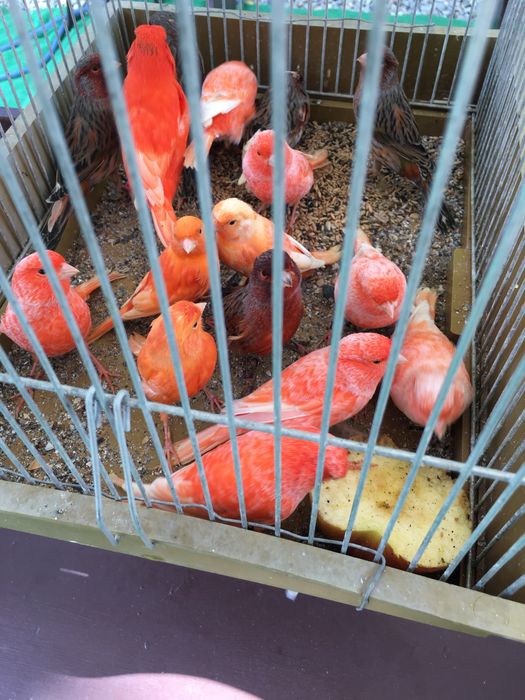 Canari de culoare si cantec