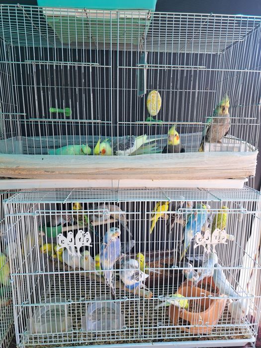 Попугай корелла.