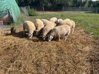 Vând 2 melute texel din turma
