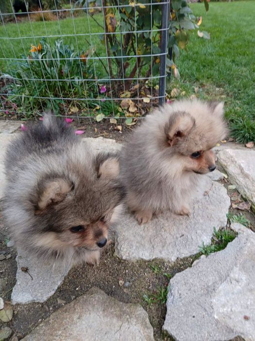 Мъжки Померанчета