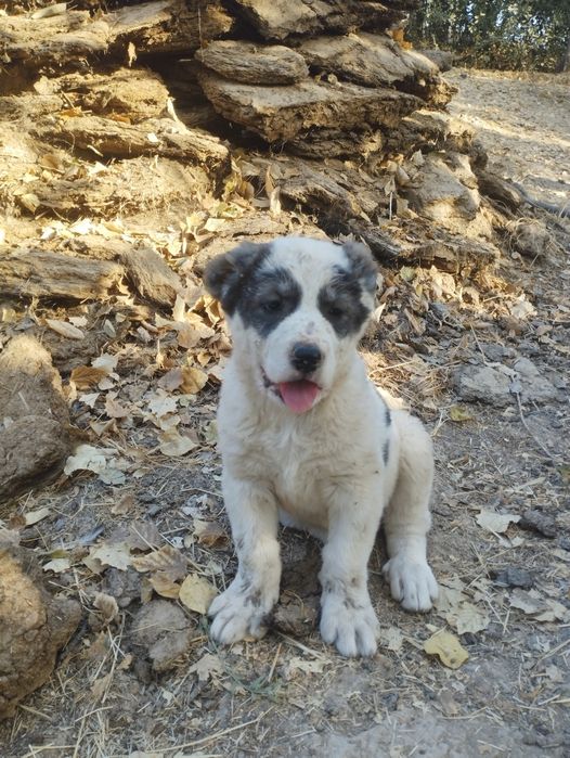 Alabay 3 oylik erkak va urgʻochi