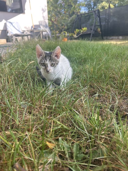 Ofer spre adoptie pui pisica -