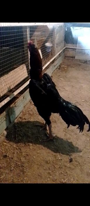 Тулак хороз сотилади зоти гаонойга карес