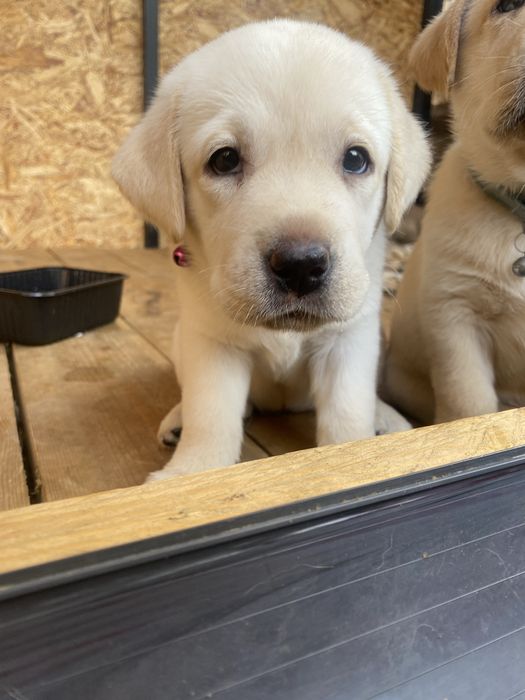 Щенки лабрадора собака няня