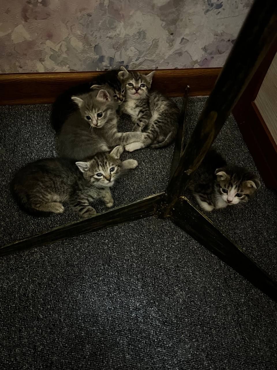 СРОЧНО!!! ПРОДАЮТСЯ  котята Скоттиш страйт