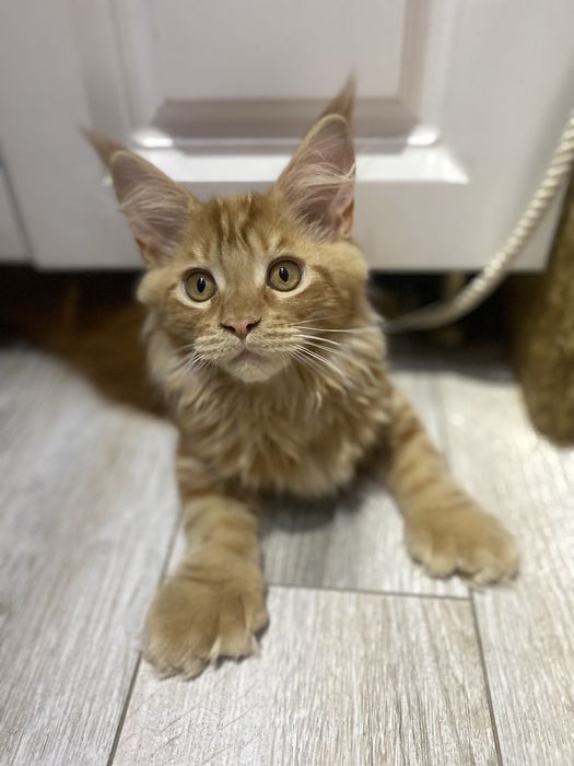 Кошечка полидакт мейн кун из питомника